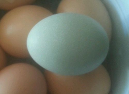 4+ Ameracauna Hatching eggs