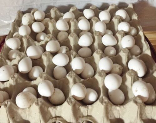 50+ Butler Bobwhite Quail hatching eggs