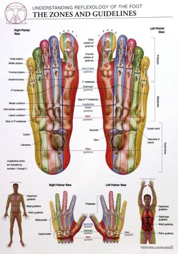 14x20 Anatomy Poster - Zones and Guidelines of the Reflexology of the Foot