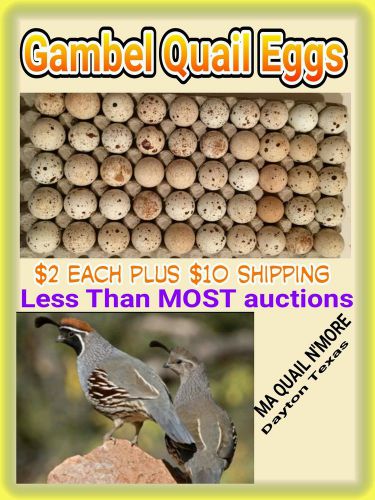 30+ Gambel quail eggs BUY IT NOW SALE gamble gambel&#039;s  gamble&#039;s