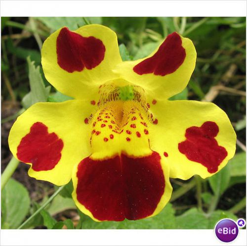 SALE,,,Fresh Mimulus Luteus cv (Queen&#039;s Prize)-(Monkey Flower) (10+ Seeds)WOW!!!