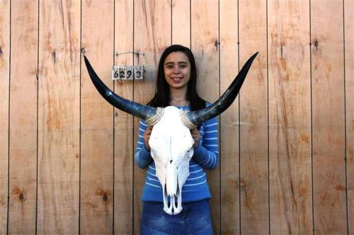 Steer skull and 2&#039; 7&#034; long horns cow longhorns h6293 for sale