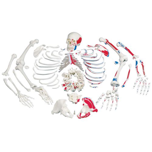 3B Scientific Disarticulated Full Human Skeleton With Painted Muscles Model