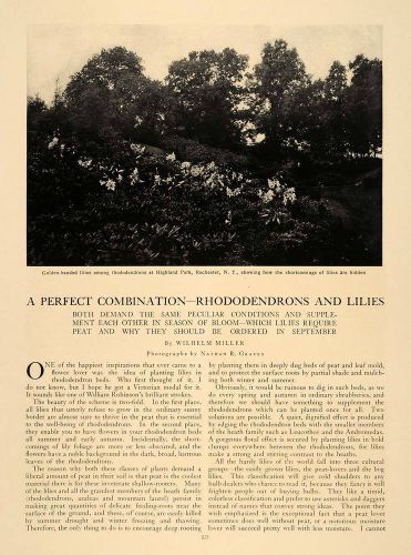 1907 article fall planting gardening floral botanical landscape cla1 for sale