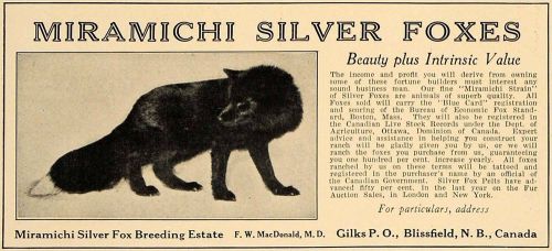 1924 Ad Miramichi Silver Fox Breeding Estate MacDonald - ORIGINAL CL8