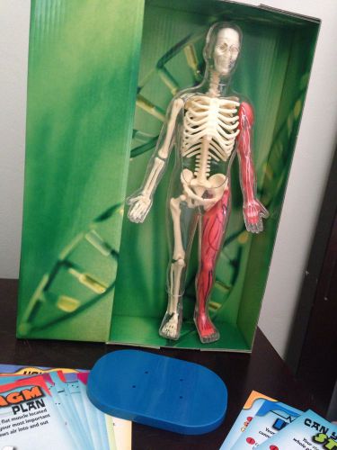 12&#034; Standing Anatomical Human Body Skeleton Model For Ages 8+ BONUS Fact Cards