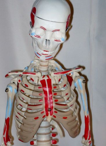 Half-size human skeleton anatomical model painted anatomy student New