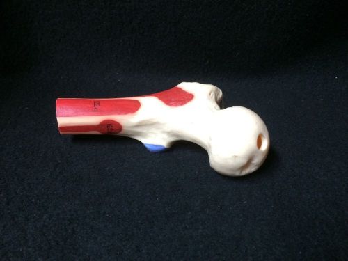 Hip Bone Anatomical Teaching Model, painted &amp; numbered - without base