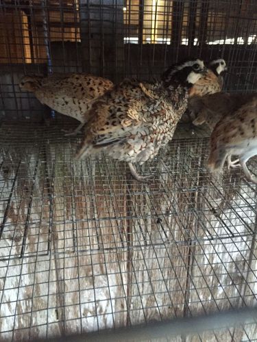 Mexican Speckled Bobwhite Quail Hatching Eggs