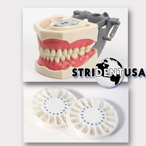 Dental typodont  om 860 teaching model w/ 5 extra set of teeth for sale