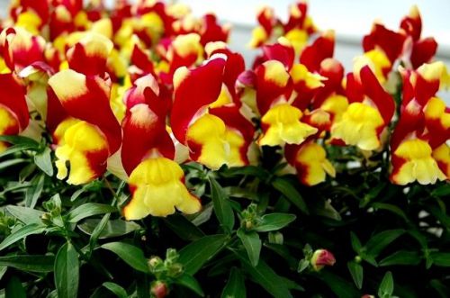 SALE,,,Fresh Red &amp; Yellow Bicolor Snapdragon (10+ Seeds) House or Bedding Plant
