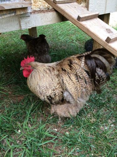 Chocolate Cuckoo/Chocolate 100% English Orpington Hatching Eggs **Ultra RARE***