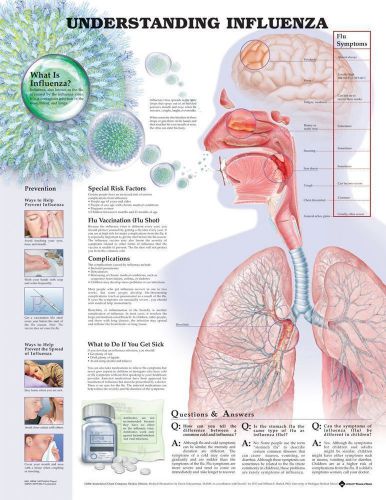 UNDERSTANDING INFLUENZA, LAMINATED ANATOMICAL CHART, 20 X 26