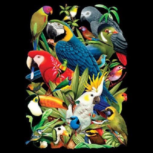 Avian Bird Parrot HEAT PRESS TRANSFER PRINT for T Shirt Sweatshirt Fabric  210c
