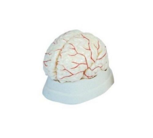 Human size brain with arteries simulation model medical anatomy new for sale