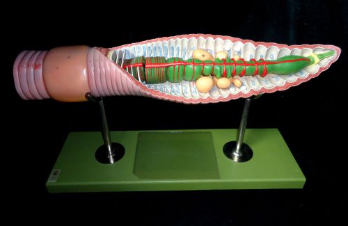 SOMSO Earthworm Teaching Model - 3 parts ZoS 108