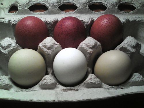 6+ Black/Blue Copper Marans &amp; Olive Egger Hatching Chicken Eggs FREE SHIPPING!