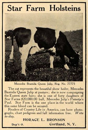 1907 ad star farm holsteins horace l bronson cortland - original advertising cl9 for sale