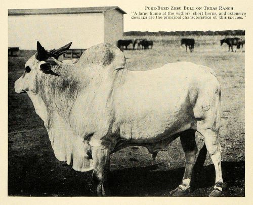 1913 Print Hybrid Zebu Bull Texas Cattle Dr. Nabours - ORIGINAL HISTORIC TW3