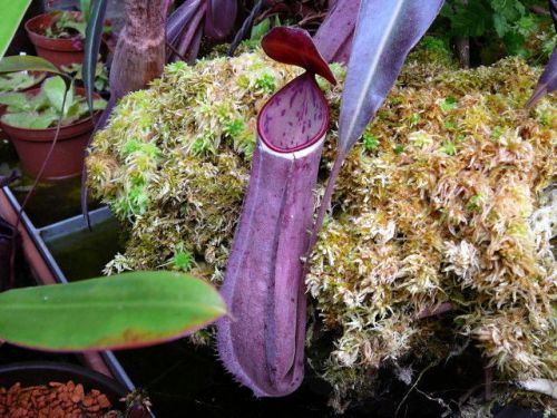 RARE Nepenthes &#034;albomarginata&#034; (Dark Hot Lips)(20+ seeds)Carnivorous Plant, L@@K