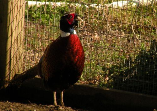 24 Ring neck pheasant hatching eggs READY TO SHIP NOW!!