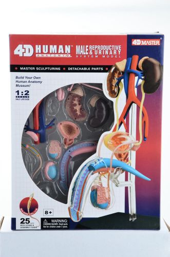 4D Puzzle Anatomy Medical 3D Model Male Reproductive &amp; Urinary System Tedco Toy