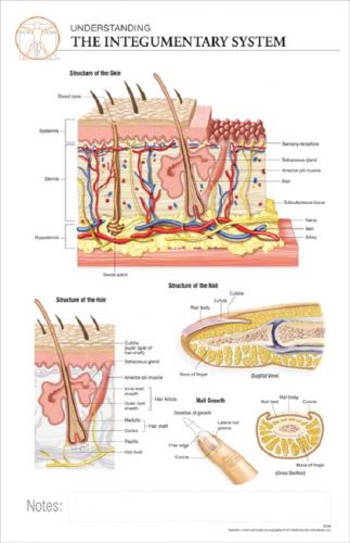 11 x 17 Post-It Anatomical Chart: INTEGUMENTARY SYSTEM