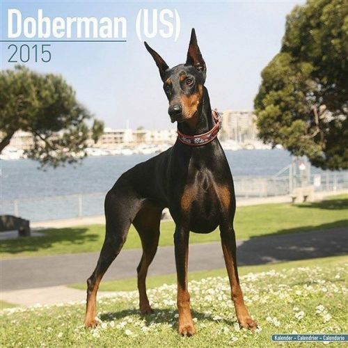 NEW 2015 Doberman (US) Wall Calendar by Avonside- Free Priority Shipping!