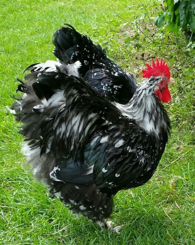 8+ English spangled/mottled orpington hatching eggs