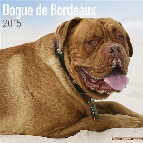 NEW 2015 Dogue De Bordeaux Wall Calendar by Avonside- Free Priority Shipping!