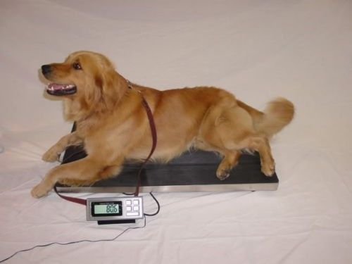 700 lb animal vet scale - live stock scale - 38&#039; x 20&#039; - easy to use for sale
