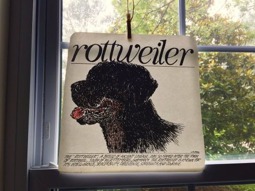 Vintage Rottweiler Dog with Definition Transfer Iron On