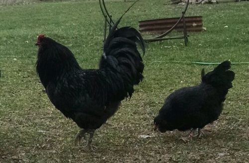 12 PURE Black  Ameraucana Chicken---- Hatching Eggs! A18