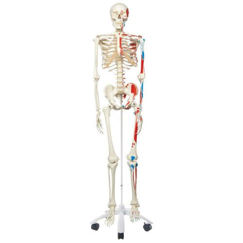 3B Scientific A11 Plastic Muscle Skeleton Model &#034;Max&#034;, On 5 Feet Roller Stand, 6
