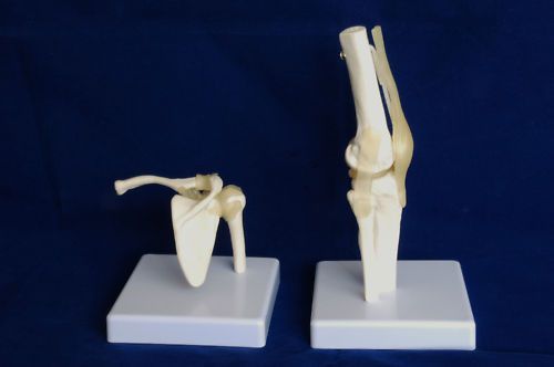 Mini human Shoulder &amp; Knee Joint models anatomical