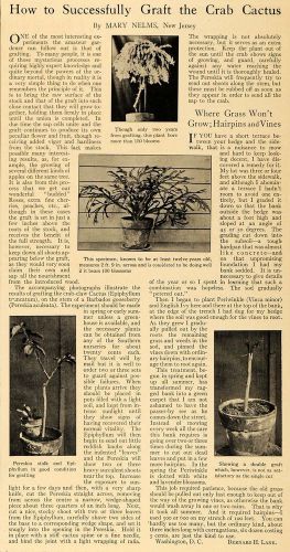 1916 article crab cactus mary nelms rose bernard lane - original tgm1 for sale