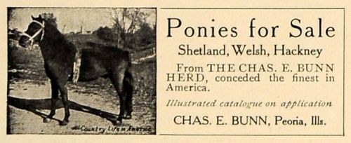 1906 Ad Shetland Welsh Hackney Pony Chas E Bunn Peoria - ORIGINAL CL9