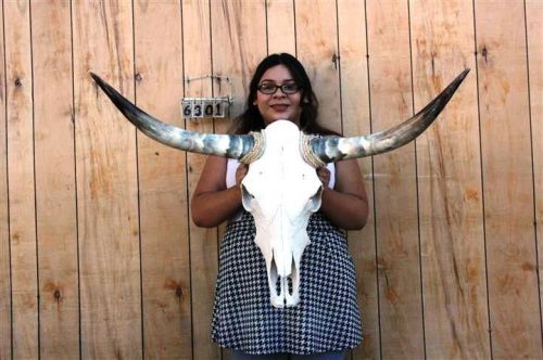 Steer skull and 3&#039; 3&#034; long horns cow longhorns h6301 for sale