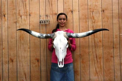 Steer skull long horns 4&#039; 6&#034; cow bull skulls horn h6427 for sale