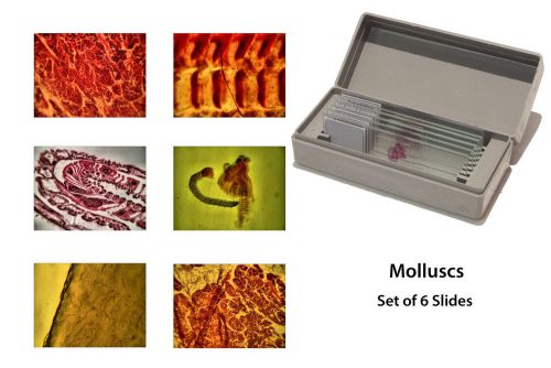 Microscopy Prepared Slides: Molluscs - Set of 6