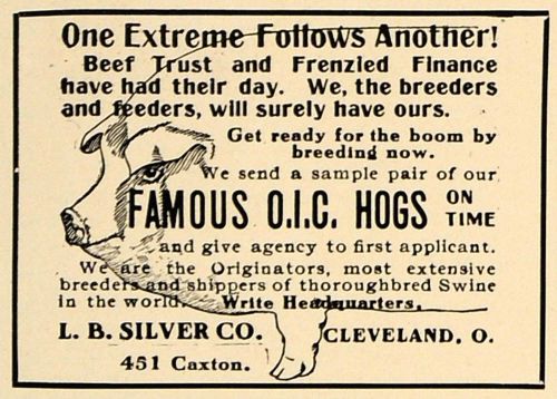 1906 ad famous oic hogs breeders l b silver company pig - original cl9 for sale