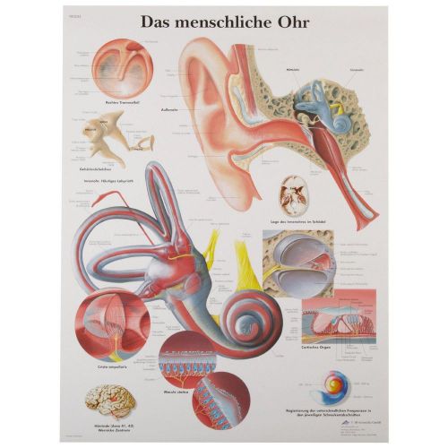 3b scientific anatomical ear chart - spanish vr3243l for sale
