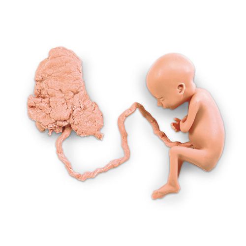 Lifeform 7 Month Fetus Human Replica