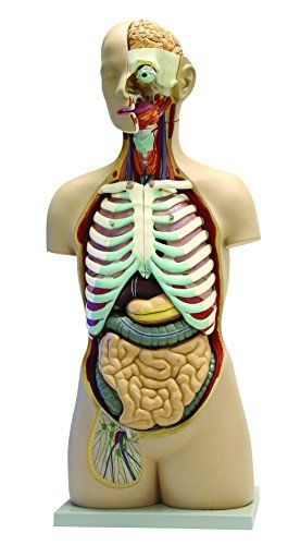 Walter products b10107 human torso model, 17-part, life size 85 cm, sexless for sale