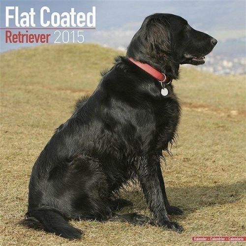 NEW 2015 Flat-Coated Retriever Wall Calendar by Avonside- Free Priority Shipping