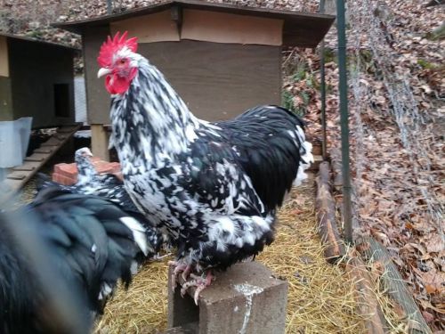 Large Fowl Mix. Hatching eggs.Get Jump Started Orpingtons Jersey Giants and more