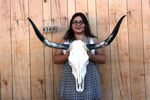 Steer skull and 3&#039; 2&#034; long horns cow longhorns h6303 for sale