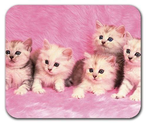 Cute Sweet Small Kittens Cats on the Pink Silk Mousepad Mouse Pad Mat