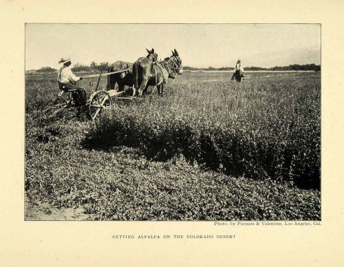 1906 Print Alfalfa Farmer Horse Plow Colorado Desert Agriculture Crops XGL5