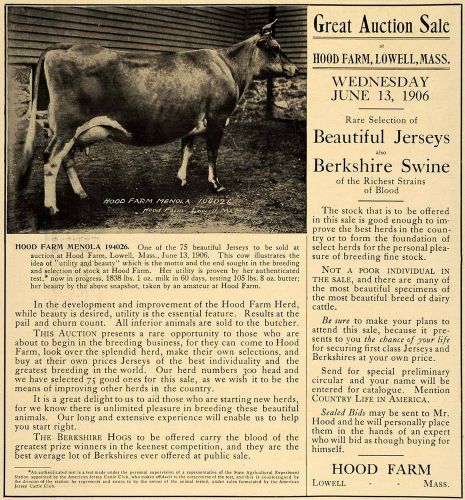 1906 ad hood farm menola 194026 jersey breed cows pigs - original cl9 for sale